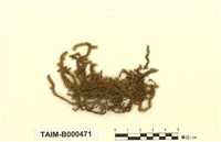 藏品(仰葉灰氣苔)的圖片